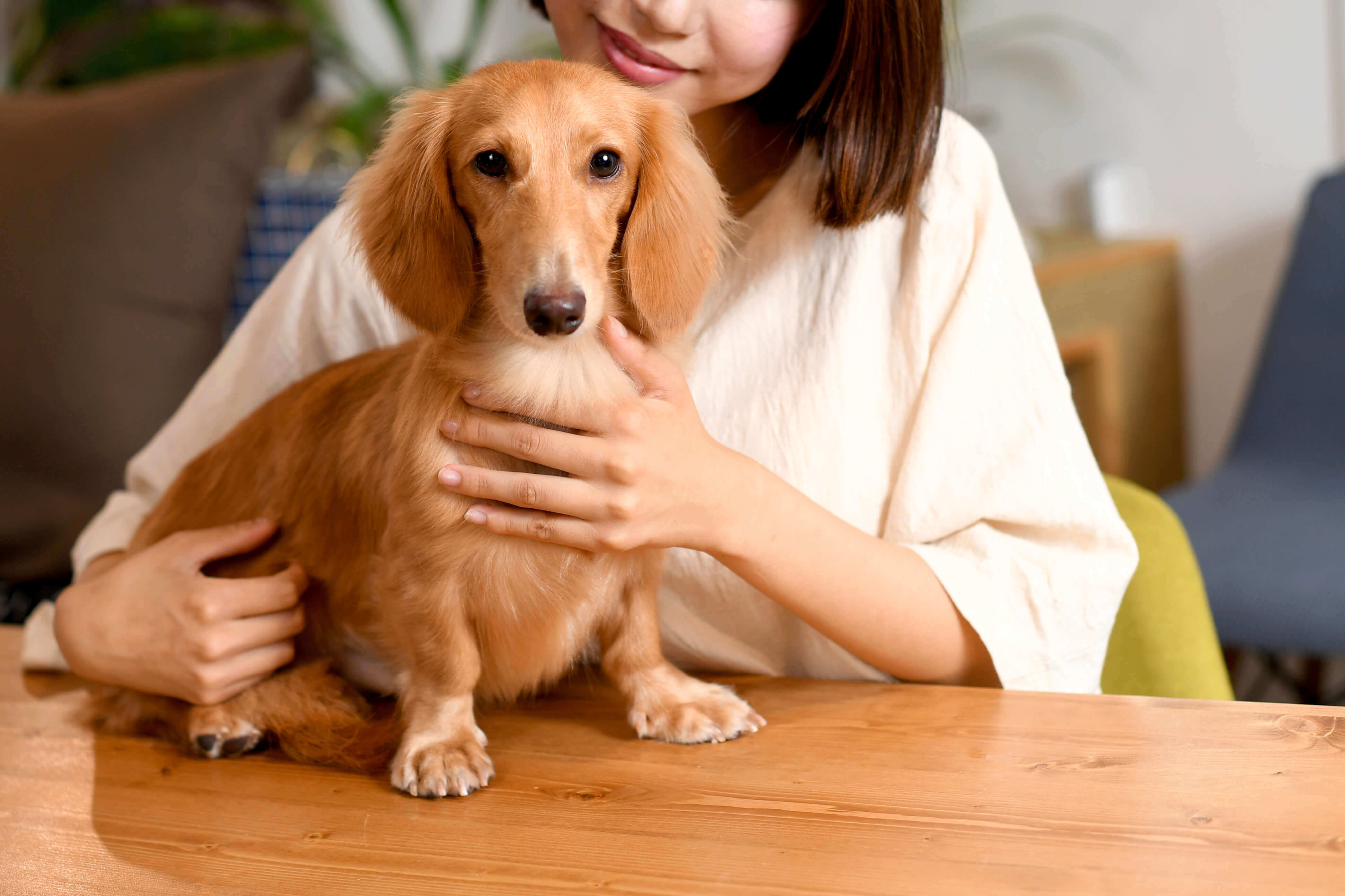 石川県は愛犬家に優しい場所！ドッグカフェで愛犬と素敵な思い出を作ろう！
